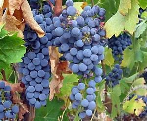 1356253203_cabernet_sauvignon