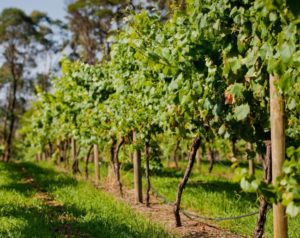shpalera_dlya_vinograda_16-650x516