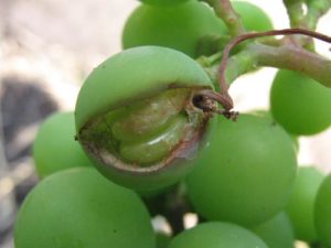 oidium