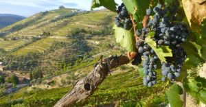 porto-wine1