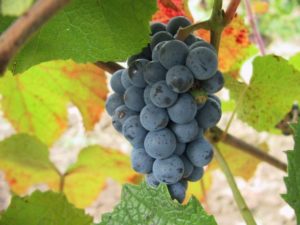 vinograd-amurskij-vitis-amurensis-rupr-640x479