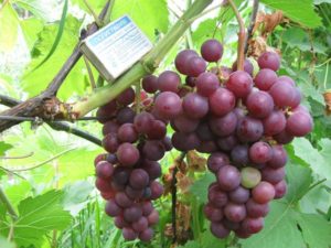 vinograd-mogilev-image00210
