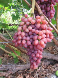 vinograd3