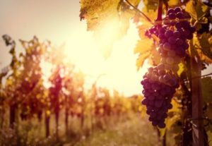 wine-grape-4