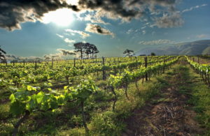 vinograd