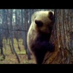 Башкирский «Винни-Пух» съел весь мед у пчел